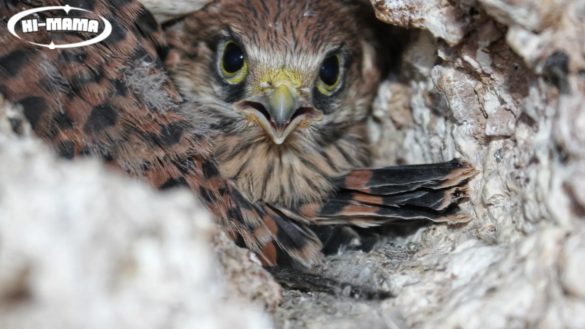 Close-up of a baby eagle in a nest, surrounded by rocky textures, captured for Project Baby Eagle conservation effort.