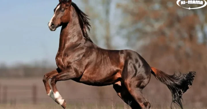 The 15 Most Expensive Horse Breeds in the World for 2024