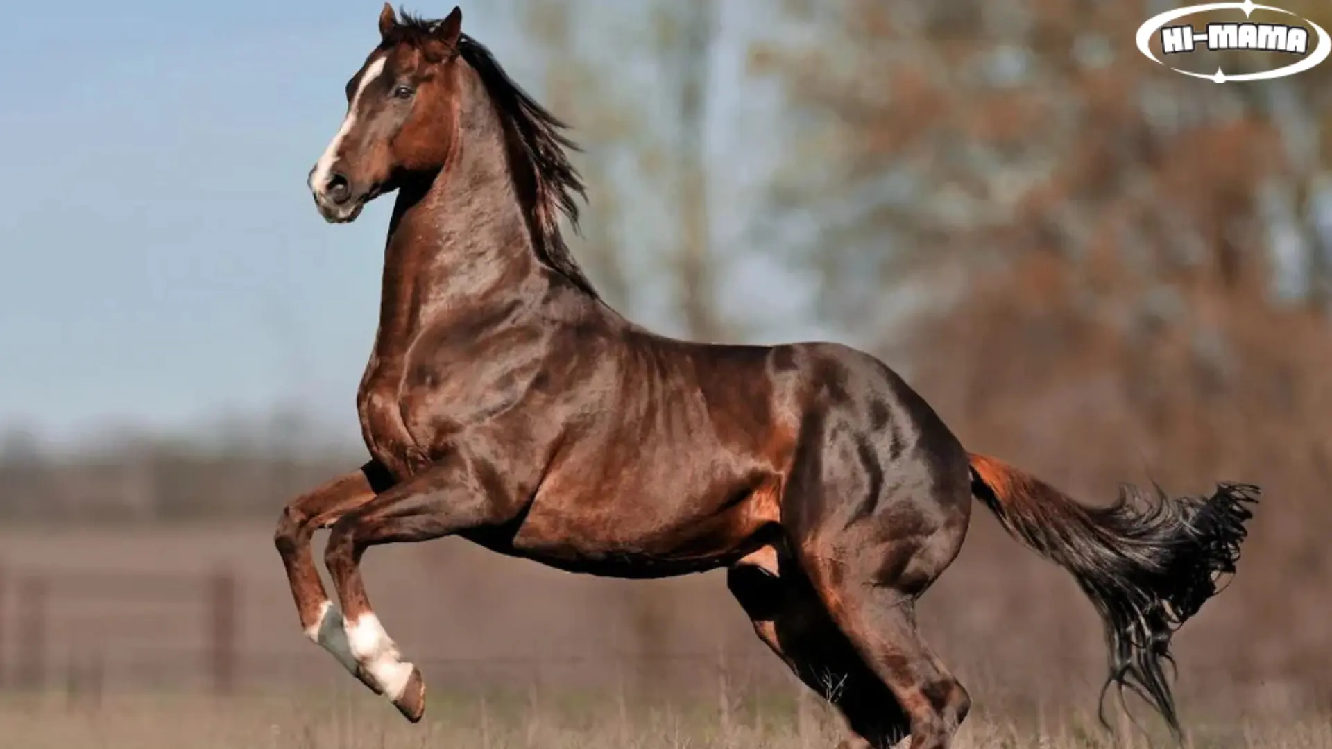 Most Expensive Horse Breed