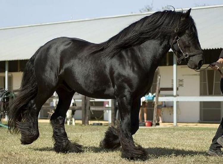 Most Expensive Horse Breed