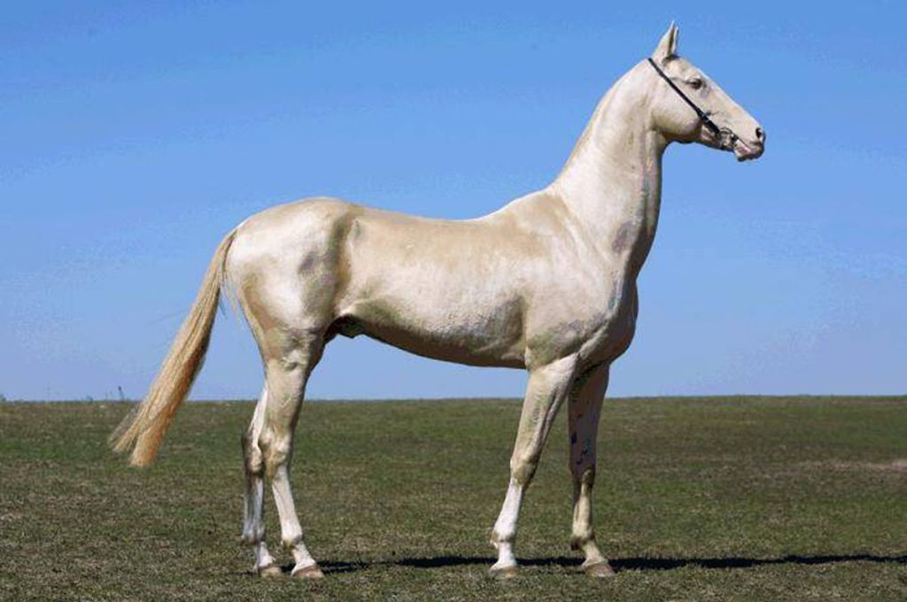 The Akhal-Teke Horse