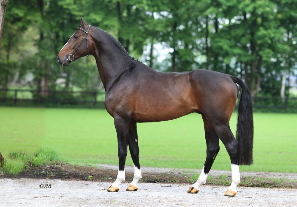 The Dutch Warmblood Horse