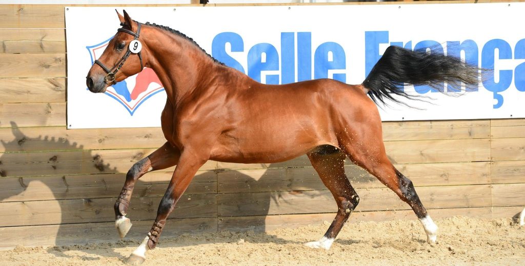 The Selle Francais Horse