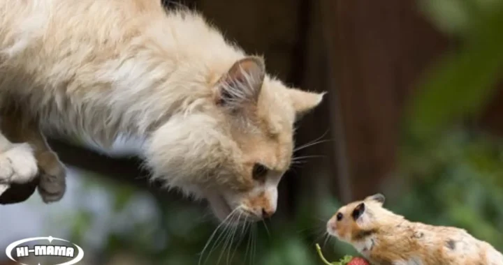 Can a Cat Impregnate a Hamster? Exploring Theories and Myths