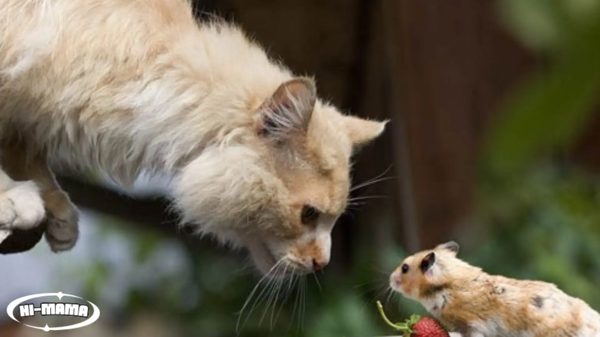 Can a Cat Impregnate a Hamster