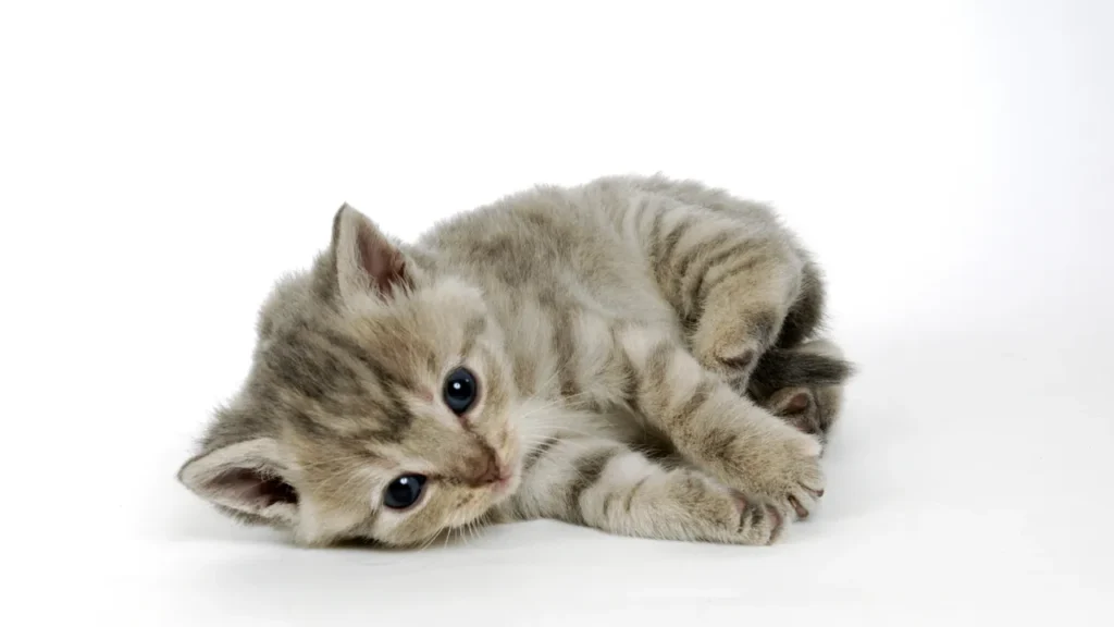 when do kittens start walking