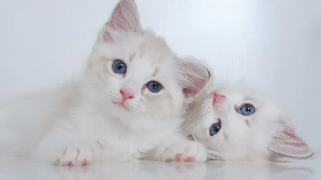 when do kittens start walking
