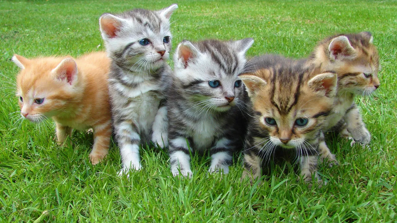 when do kittens start walking